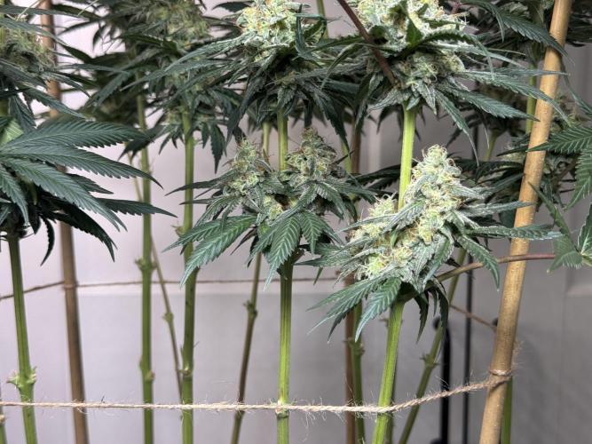 Chocolate Rainbow XXL  fem. Week 13 - FD 53