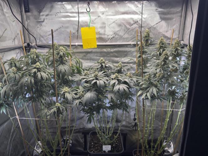 Chocolate Rainbow XXL  fem. Week 13 - GG #3 / GG #2 / Choco Rainbox XXL - FD 53