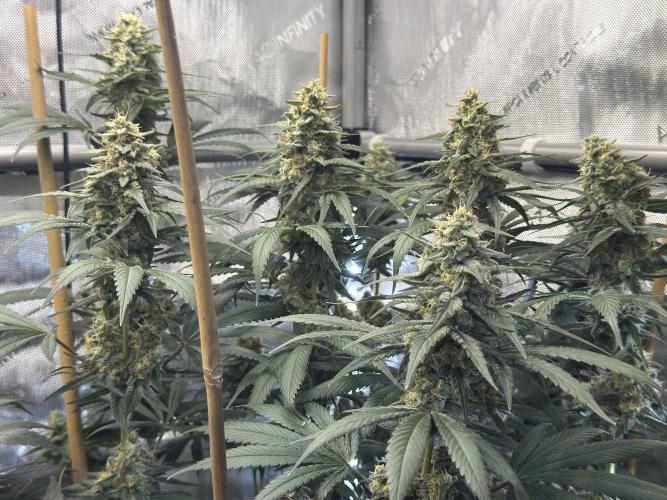 Chocolate Rainbow XXL  fem. Week 13 - FD 53