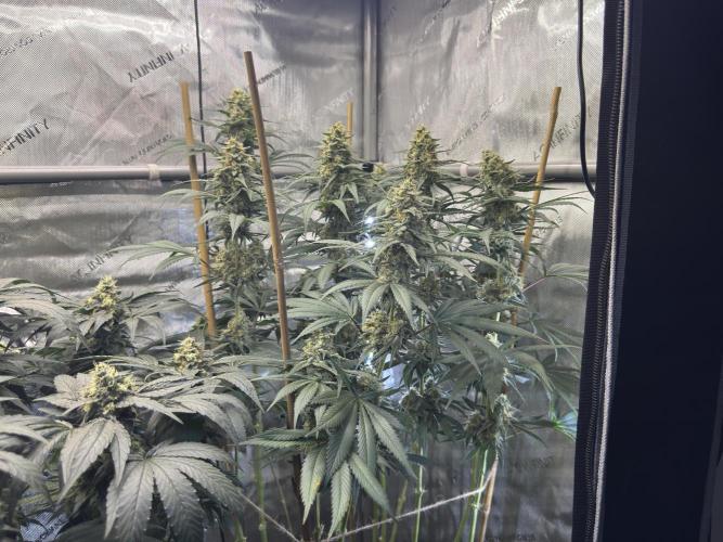 Chocolate Rainbow XXL  fem. Week 13 - FD 53