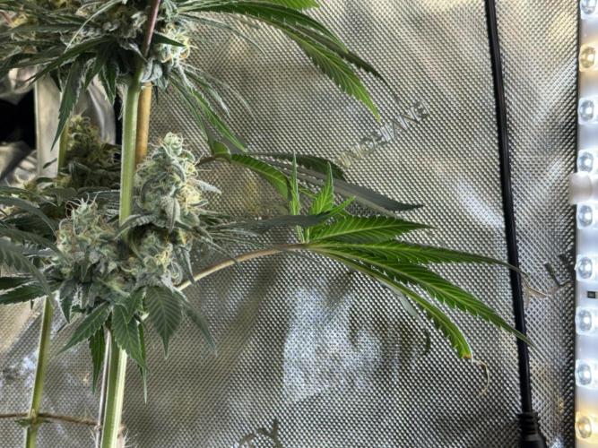 Chocolate Rainbow XXL  fem. Week 13 - FD 53