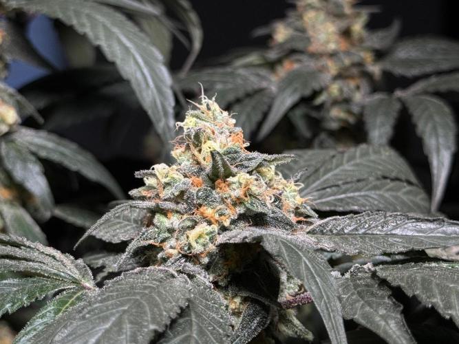 Garlic Gas ⛽️ fem - Sensi Seeds. Week 14 - GG#2 - flower day 60