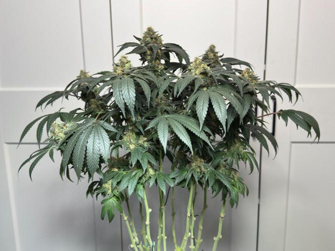 Garlic Gas ⛽️ fem - Sensi Seeds. Week 14 - GG #2 - flower day 60