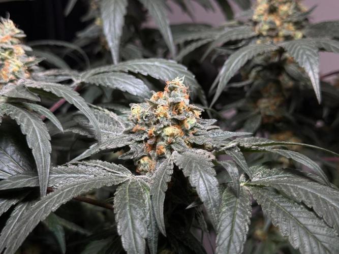 Garlic Gas ⛽️ fem - Sensi Seeds. Week 14 - GG #2 - flower day 60