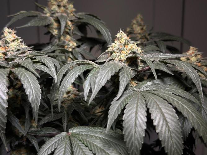 Garlic Gas ⛽️ fem - Sensi Seeds. Week 14 - GG #2 - flower day 60