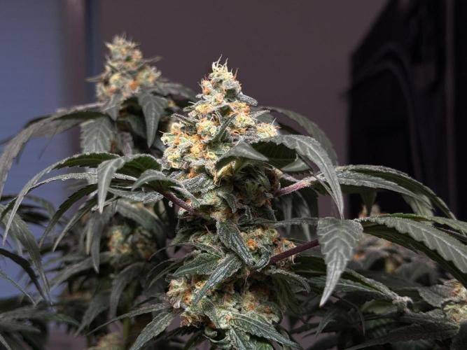 Garlic Gas ⛽️ fem - Sensi Seeds. Week 14 - GG #2 - flower day 60