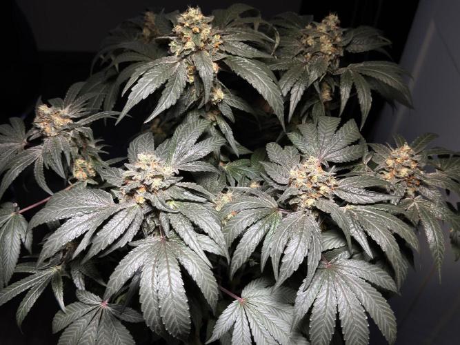Garlic Gas ⛽️ fem - Sensi Seeds. Week 14 - GG #2 - flower day 60