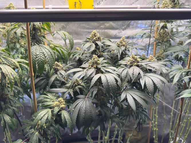 Garlic Gas ⛽️ fem - Sensi Seeds. Week 14 - GG #2 - flower day 60