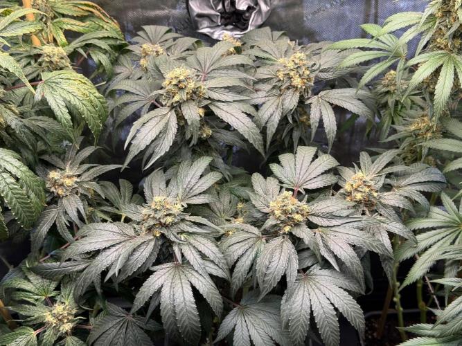 Garlic Gas ⛽️ fem - Sensi Seeds. Week 14 - GG #2 - flower day 60