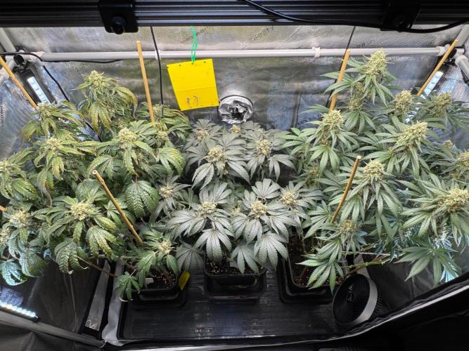 Garlic Gas ⛽️ fem - Sensi Seeds. Week 14 - GG #3 / GG #2 / Choco Rainbow XXL - flower day 60