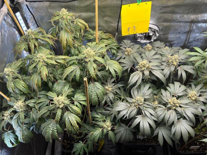 Garlic Gas ⛽️ fem - Sensi Seeds. Week 14 - GG #3 / GG #2 - flower day 60