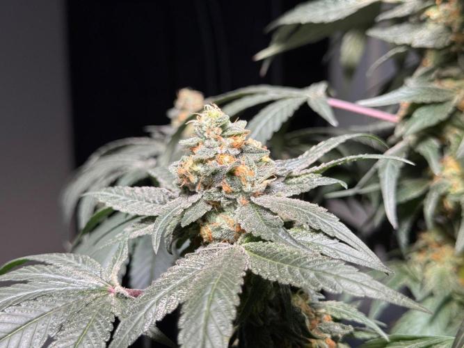 Garlic Gas ⛽️ fem - Sensi Seeds. Week 14 - GG #2 - flower day 60