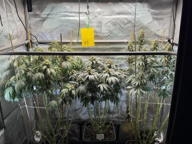 Garlic Gas ⛽️ fem - Sensi Seeds. Week 14 - GG #3 / GG #2 / Choco Rainbow XXL - flower day 60