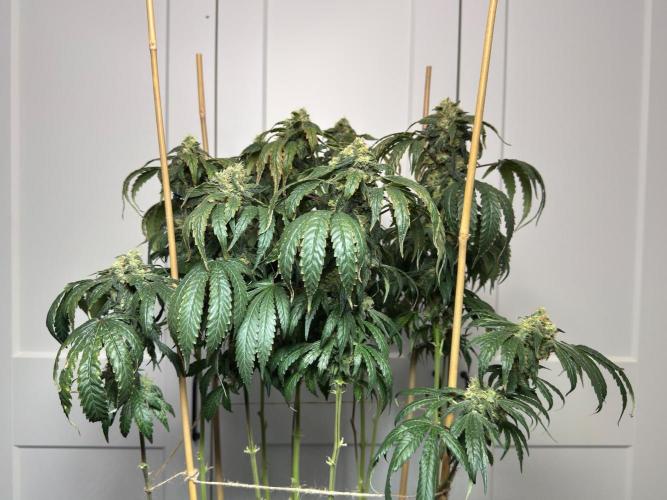 Garlic Gas ⛽️ fem - Sensi Seeds. Week 14 - GG #3 - flower day 60