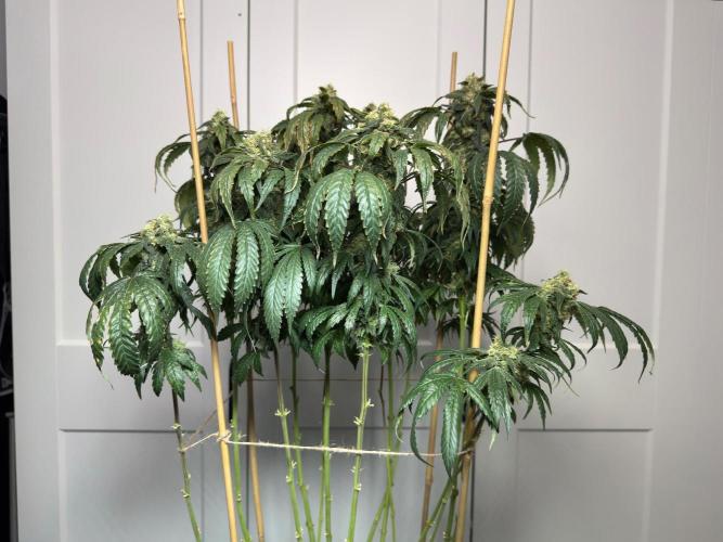 Garlic Gas ⛽️ fem - Sensi Seeds. Week 14 - GG #3 - flower day 60