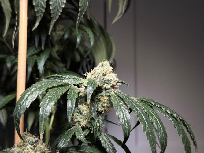 Garlic Gas ⛽️ fem - Sensi Seeds. Week 14 - GG #3 - flower day 60