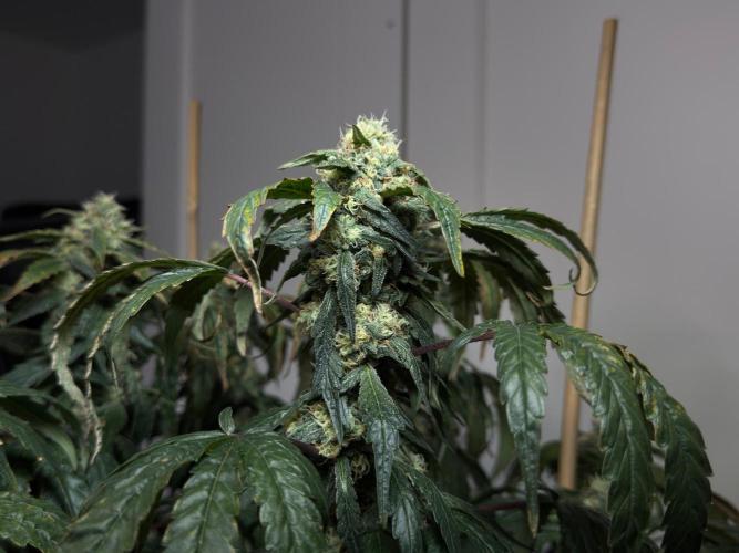Garlic Gas ⛽️ fem - Sensi Seeds. Week 14 - GG #3 - flower day 60