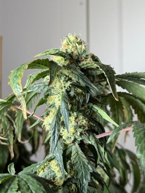 Garlic Gas ⛽️ fem - Sensi Seeds. Week 14 - GG #3 - flower day 60