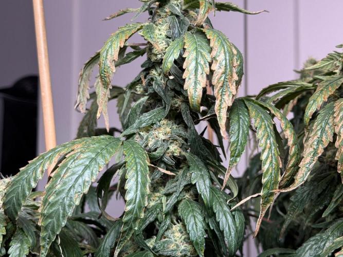 Garlic Gas ⛽️ fem - Sensi Seeds. Week 14 - GG #3 - flower day 60