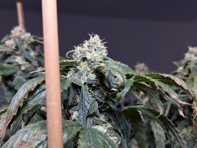 Garlic Gas ⛽️ fem - Sensi Seeds. Week 14 - GG #3 - flower day 60