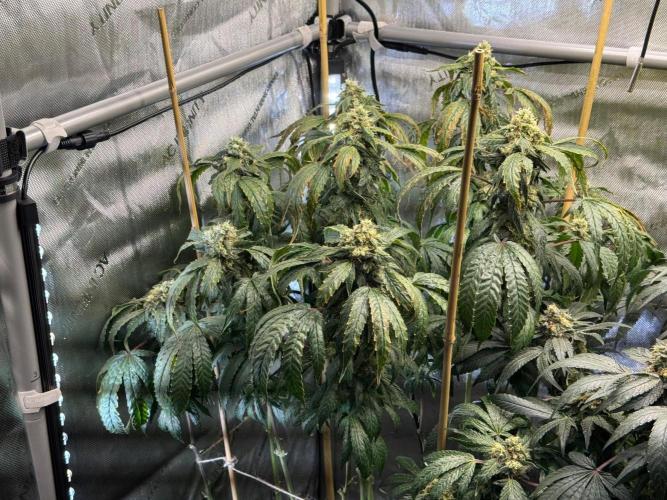 Garlic Gas ⛽️ fem - Sensi Seeds. Week 14 - GG #3 - flower day 60