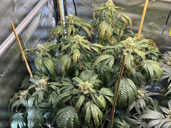 Garlic Gas ⛽️ fem - Sensi Seeds. Week 14 - GG #3 - flower day 60