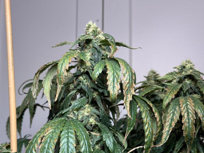 Garlic Gas ⛽️ fem - Sensi Seeds. Week 14