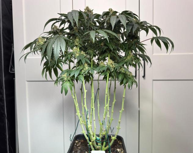 Garlic Gas ⛽️ fem - Sensi Seeds. Week 14 - GG #2 - flower day 60