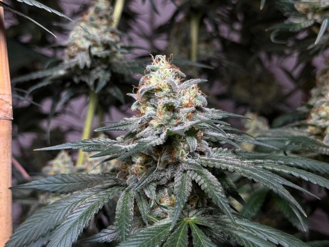 Chocolate Rainbow XXL  fem. Week 14 - flower day 60