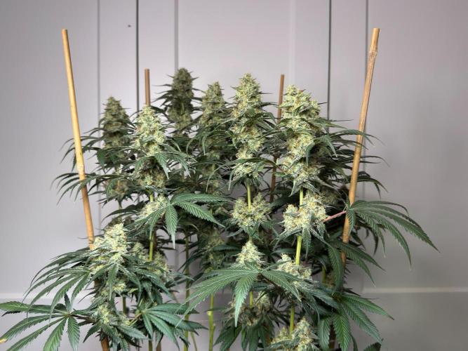 Chocolate Rainbow XXL  fem. Week 14