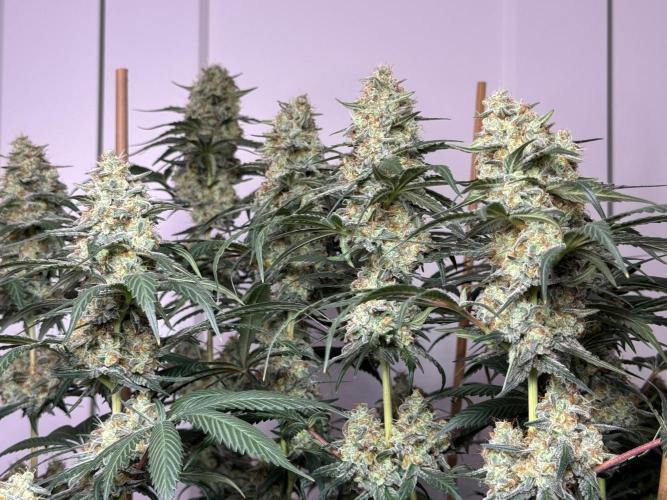 Chocolate Rainbow XXL  fem. Week 14