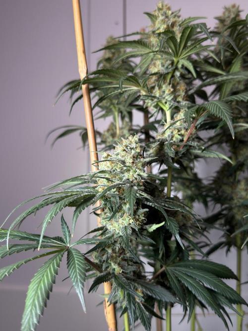 Chocolate Rainbow XXL  fem. Week 14