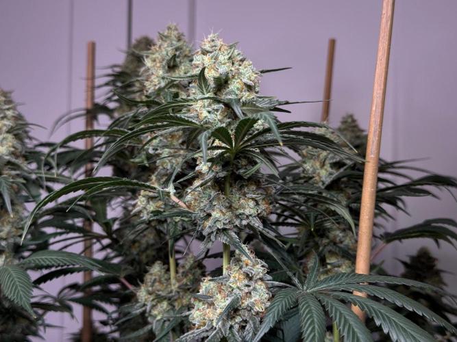 Chocolate Rainbow XXL  fem. Week 14