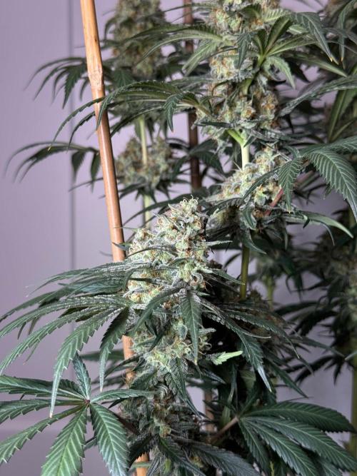 Chocolate Rainbow XXL  fem. Week 14