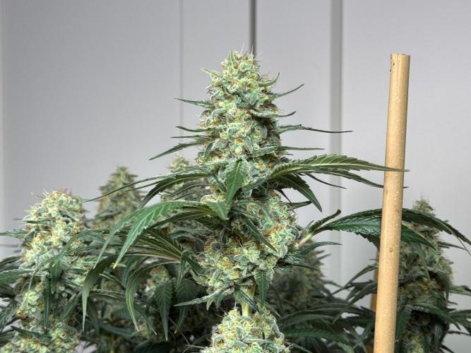 Chocolate Rainbow XXL  fem. Week 14