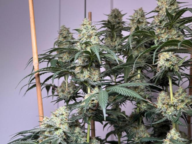 Chocolate Rainbow XXL  fem. Week 14