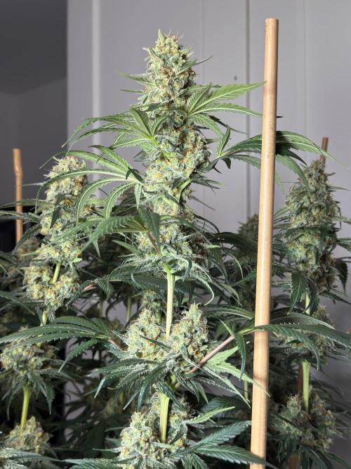 Chocolate Rainbow XXL  fem. Week 14