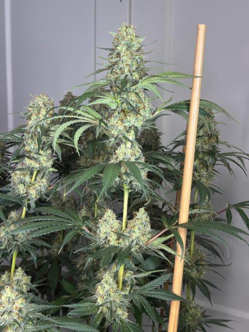 Chocolate Rainbow XXL  fem. Week 14