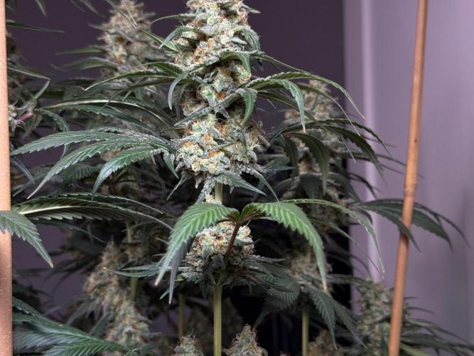 Chocolate Rainbow XXL  fem. Week 14