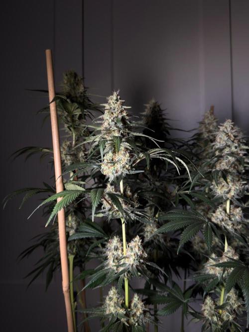 Chocolate Rainbow XXL  fem. Week 14