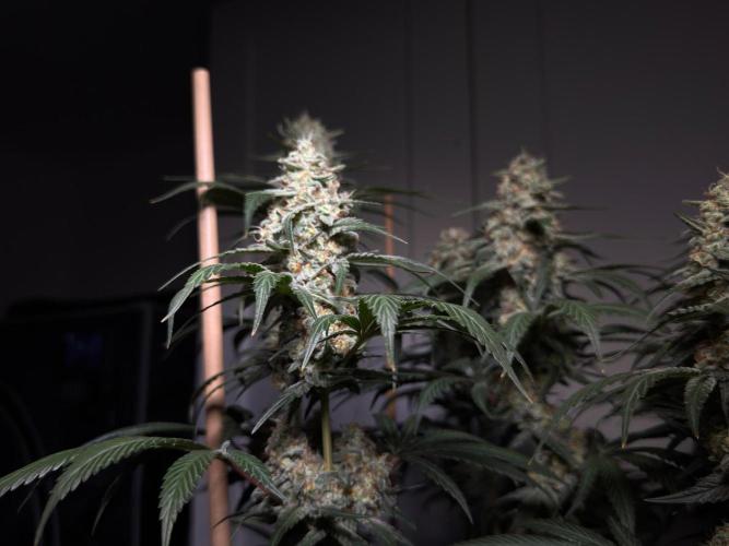 Chocolate Rainbow XXL  fem. Week 14