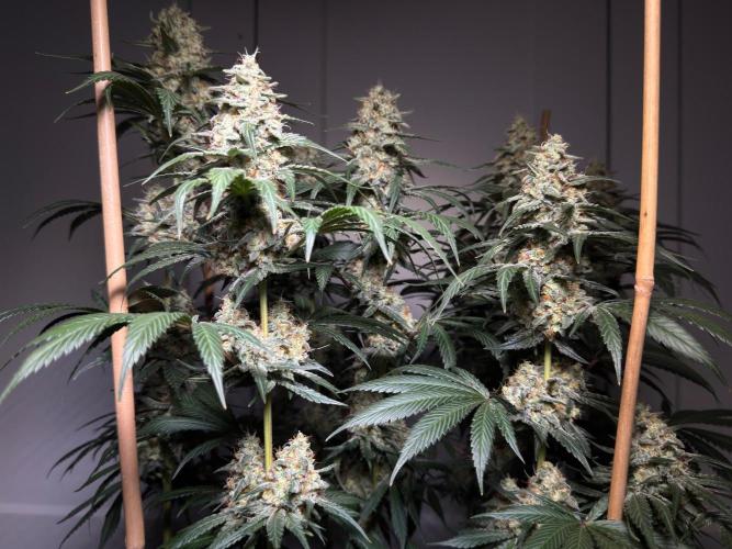 Chocolate Rainbow XXL  fem. Week 14