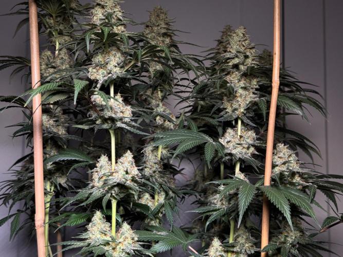 Chocolate Rainbow XXL  fem. Week 14
