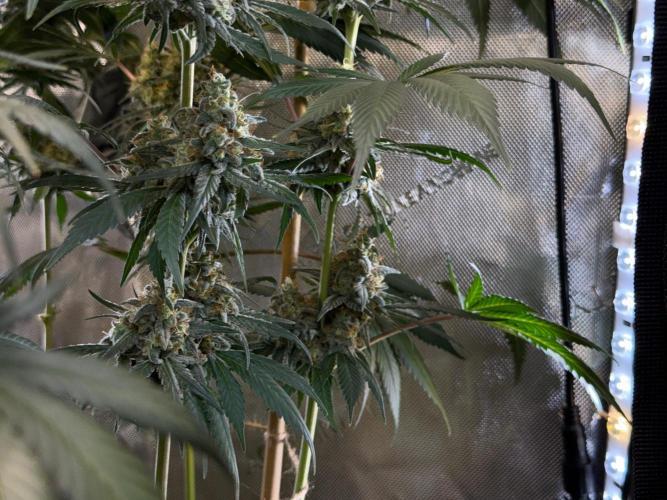 Chocolate Rainbow XXL  fem. Week 14
