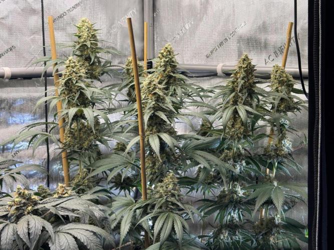 Chocolate Rainbow XXL  fem. Week 14
