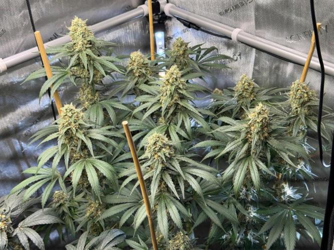 Chocolate Rainbow XXL  fem. Week 14