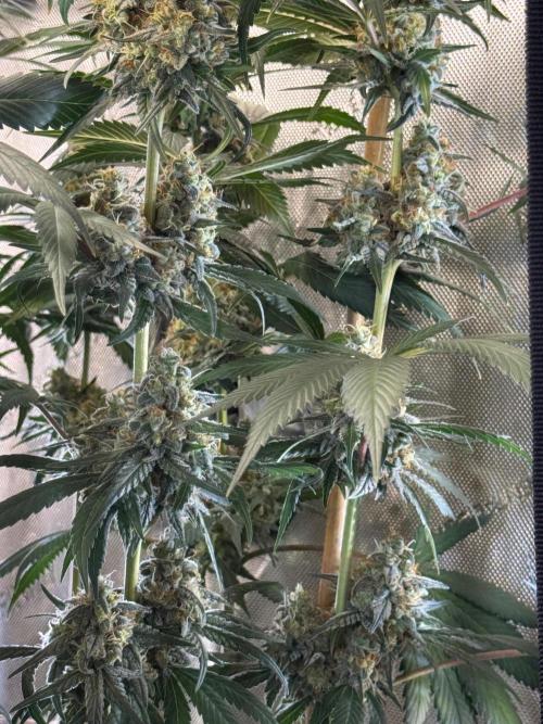 Chocolate Rainbow XXL  fem. Week 14