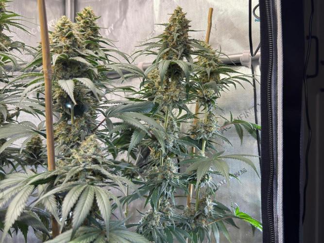 Chocolate Rainbow XXL  fem. Week 14