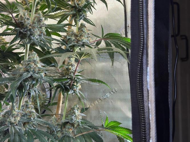 Chocolate Rainbow XXL  fem. Week 14