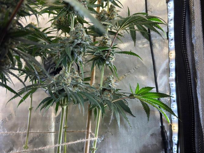 Chocolate Rainbow XXL  fem. Week 14